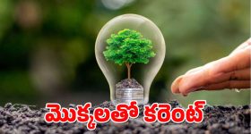 Electricity From Plants : మీ గార్డెన్‌లోని మొక్కలతో కరెంట్ పొందొచ్చు.. ఎలాగో తెలుసా?