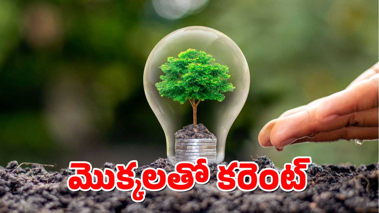Electricity From Plants : మీ గార్డెన్‌లోని మొక్కలతో కరెంట్ పొందొచ్చు.. ఎలాగో తెలుసా?