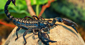 Scorpion Farming : తేలు విషం లీటరు రూ.800 కోట్లు - ప్రూఫ్ కావాలా? ఈ వీడియో చూడండి