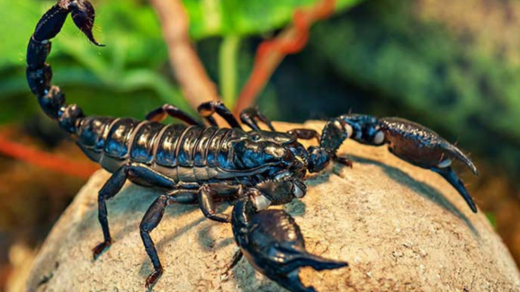 Scorpion Farming : తేలు విషం లీటరు రూ.800 కోట్లు – ప్రూఫ్ కావాలా? ఈ వీడియో చూడండి