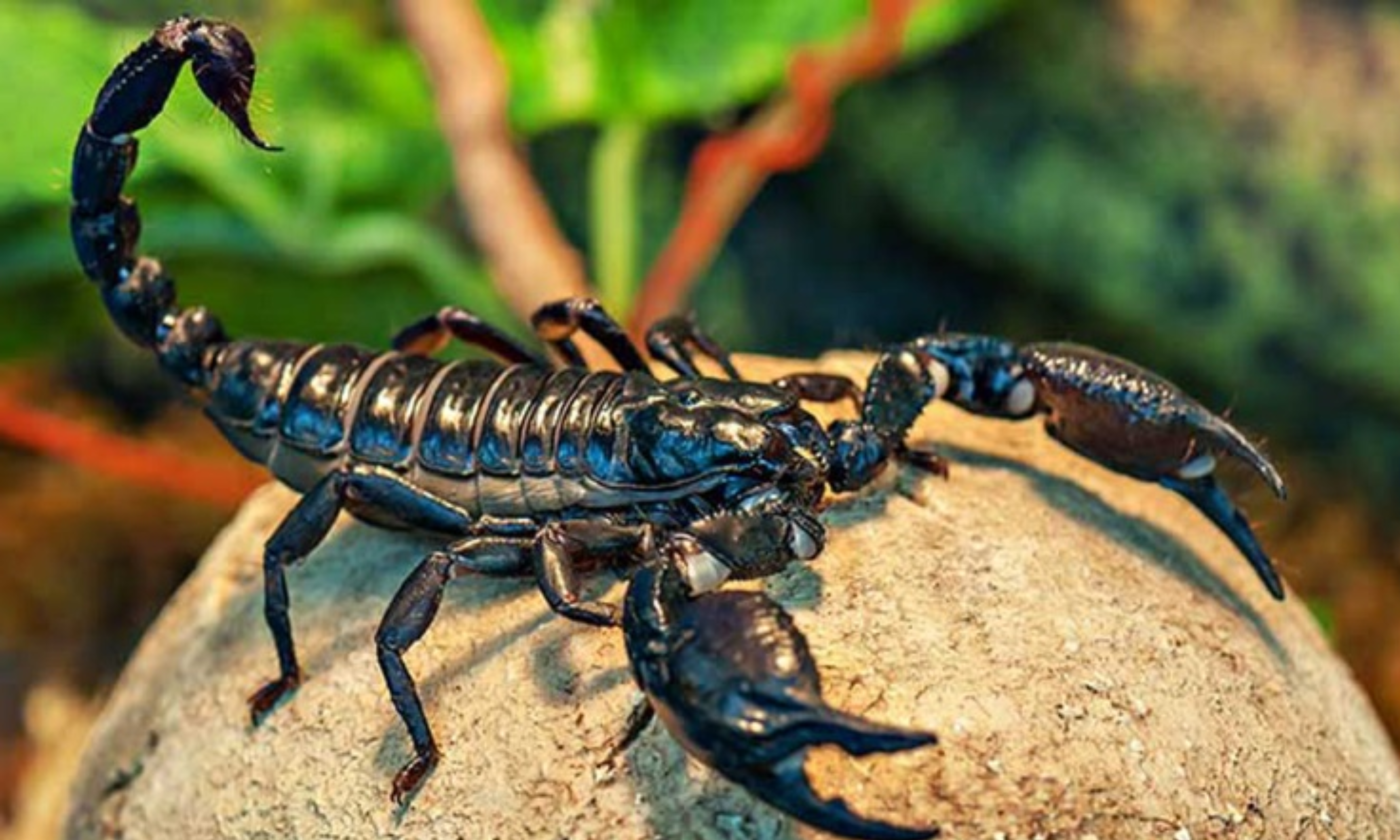 Scorpion Farming : తేలు విషం లీటరు రూ.800 కోట్లు – ప్రూఫ్ కావాలా? ఈ వీడియో చూడండి