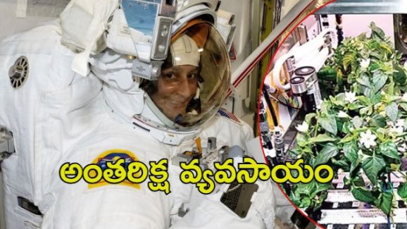 Sunita Williams: అంతరిక్షంలో సునీత ఏం చేశారు?