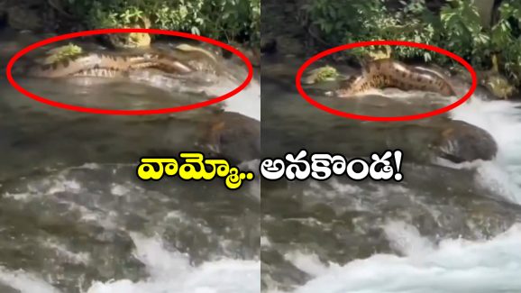 Viral Video: జలపాతంలో భారీ అనకొండ.. భయంతో వణికిపోయిన టూరిస్టులు!