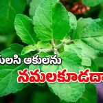 Tulasi Leaves: తులసి ఆకులను నమలకూడదని ఎందుకు చెబుతారు?