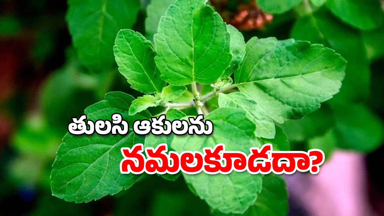 Tulasi Leaves: తులసి ఆకులను నమలకూడదని ఎందుకు చెబుతారు?