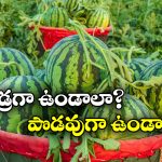 Sweet Watermelon: తియ్యటి పుచ్చకాయ కావాలా? సింపుల్ గా ఇలా గుర్తుపట్టండి!