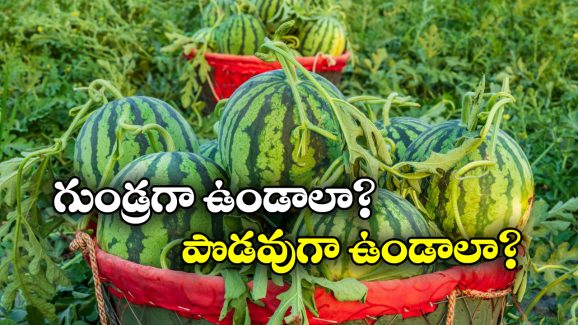 Sweet Watermelon: తియ్యటి పుచ్చకాయ కావాలా? సింపుల్ గా ఇలా గుర్తుపట్టండి!
