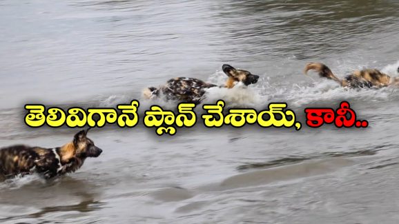 Viral Video: మొసళ్లతో నిండిన నదిని దాటబోయిన 8 నక్కలు.. చివరికి ఎన్ని మిగిలాయంటే?