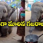 Viral Video: మసాలా నూరి, గరిటె తిప్పి.. ఘుమ ఘుమలాడే వంటలు చేస్తున్న ఏనుగు!