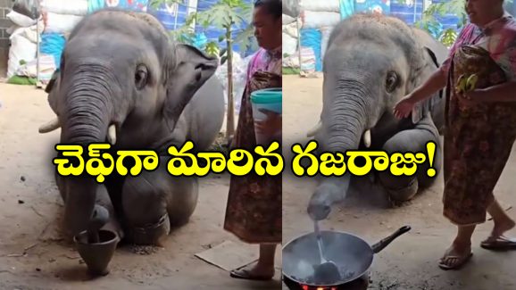 Viral Video: మసాలా నూరి, గరిటె తిప్పి.. ఘుమ ఘుమలాడే వంటలు చేస్తున్న ఏనుగు!