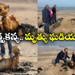 Mermaid Skeleton: బీచ్ లో మత్స్యకన్య అస్థిపంజరం, భారీ ప్రళయం తప్పదా?