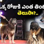 Wolf Dog Expensive: 8 నెలల కుక్క.. బరువు 75 కిలోలు.. ధర రూ.50 కోట్లు