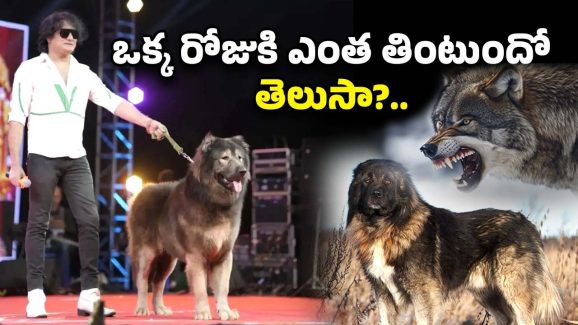 Wolf Dog Expensive: 8 నెలల కుక్క.. బరువు 75 కిలోలు.. ధర రూ.50 కోట్లు