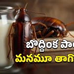 Cockroach Milk Nutrition: బొద్దింక పాలు.. ఇందులో ఆవు పాల కంటే ఎక్కువ పోషకాలు, పరిశోధకులు ఏం చెప్పారంటే?