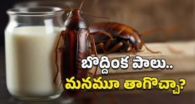 GHMC: జీహెచ్‌ఎంసీ యాప్‌.. దోమల నివారణకు కొత్త సేవలు