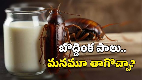 Cockroach Milk Nutrition: బొద్దింక పాలు.. ఇందులో ఆవు పాల కంటే ఎక్కువ పోషకాలు, పరిశోధకులు ఏం చెప్పారంటే?