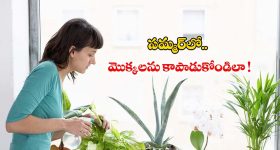 Gardening Tips: సమ్మర్‌లో మొక్కలను కాపాడుకోండిలా !