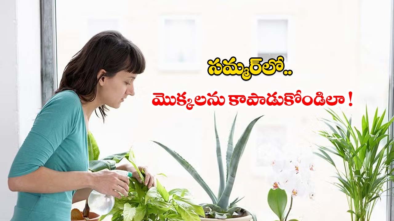 Gardening Tips: సమ్మర్‌లో మొక్కలను కాపాడుకోండిలా !