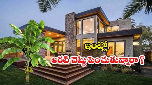 Banana Tree In House: ఇంట్లో అరటి చెట్టు పెంచితే.. శుభమా? అశుభమా ?
