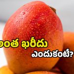 Costliest Mango: ప్రపంచంలోనే ఖరీదైన మామిడి పండు ఇదే.. కిలో రూ.లక్ష పైనే!