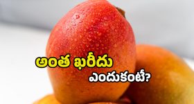 Costliest Mango: ప్రపంచంలోనే ఖరీదైన మామిడి పండు ఇదే.. కిలో రూ.లక్ష పైనే!