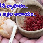 Woman Growing Saffron: ఇంట్లోనే కుంకుమ పువ్వు సాగు.. రూ.32 లక్షల ఆదాయం పొందుతున్న మహిళ