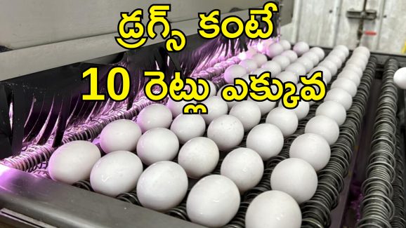 USA Eggs Smuggling Rise: డ్రగ్స్‌ను మించిన దందా.. కోడి గుడ్డు స్మగ్లింగ్!