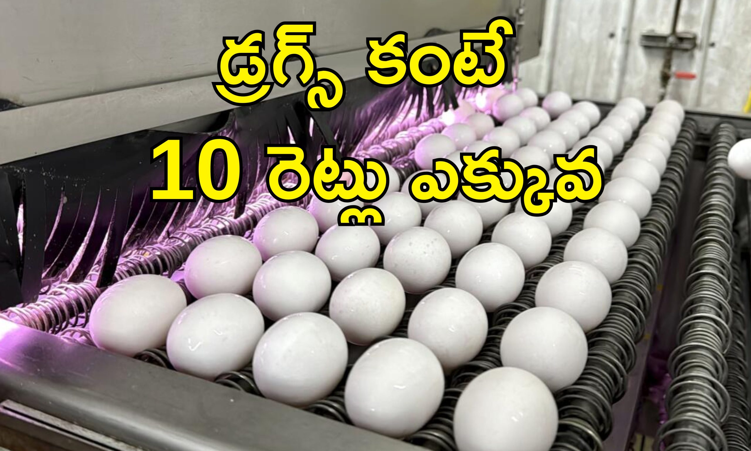 USA Eggs Smuggling Rise: డ్రగ్స్‌ను మించిన దందా.. కోడి గుడ్డు స్మగ్లింగ్!
