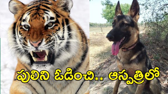Dog Fights Tiger : వీరశునకం.. యజమానిపై పులి దాడి.. తరిమికొట్టిన కుక్క..