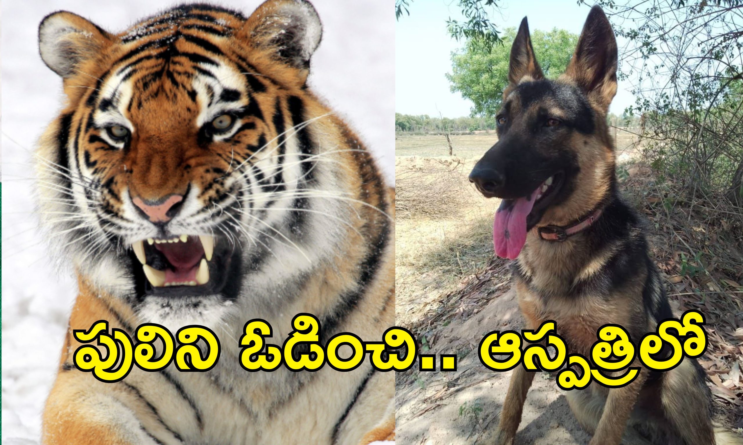 Dog Fights Tiger : వీరశునకం.. యజమానిపై పులి దాడి.. తరిమికొట్టిన కుక్క..