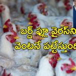BirdFlu Detecting Device: గాల్లోనే బర్డ్‌ఫ్లూను పసిగట్టే పరికరం వచ్చేసింది.. 5 నిమిషాల్లోనే కనిపెట్టేస్తుంది