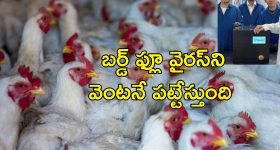 BirdFlu Detecting Device: గాల్లోనే బర్డ్‌ఫ్లూను పసిగట్టే పరికరం వచ్చేసింది.. 5 నిమిషాల్లోనే కనిపెట్టేస్తుంది