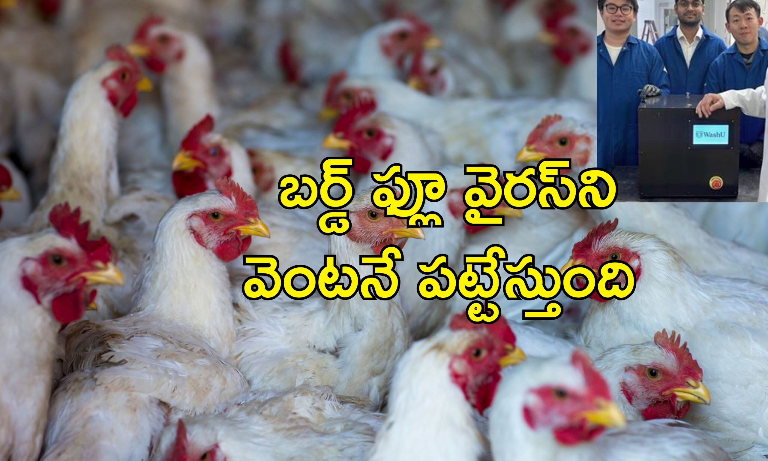 BirdFlu Detecting Device: గాల్లోనే బర్డ్‌ఫ్లూను పసిగట్టే పరికరం వచ్చేసింది.. 5 నిమిషాల్లోనే కనిపెట్టేస్తుంది