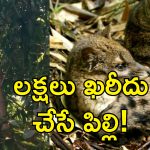 Rare Cat In Telangana: హుజూర్‌నగర్‌లో అరుదైన పిల్లి.. పట్టుకుంటే చనిపోయే ప్రమాదం!