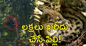 Rare Cat In Telangana: హుజూర్‌నగర్‌లో అరుదైన పిల్లి.. పట్టుకుంటే చనిపోయే ప్రమాదం!