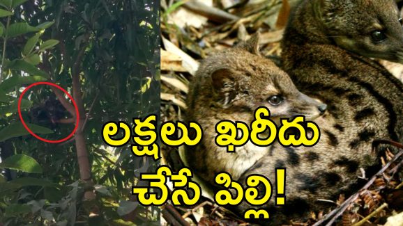 Rare Cat In Telangana: హుజూర్‌నగర్‌లో అరుదైన పిల్లి.. పట్టుకుంటే చనిపోయే ప్రమాదం!