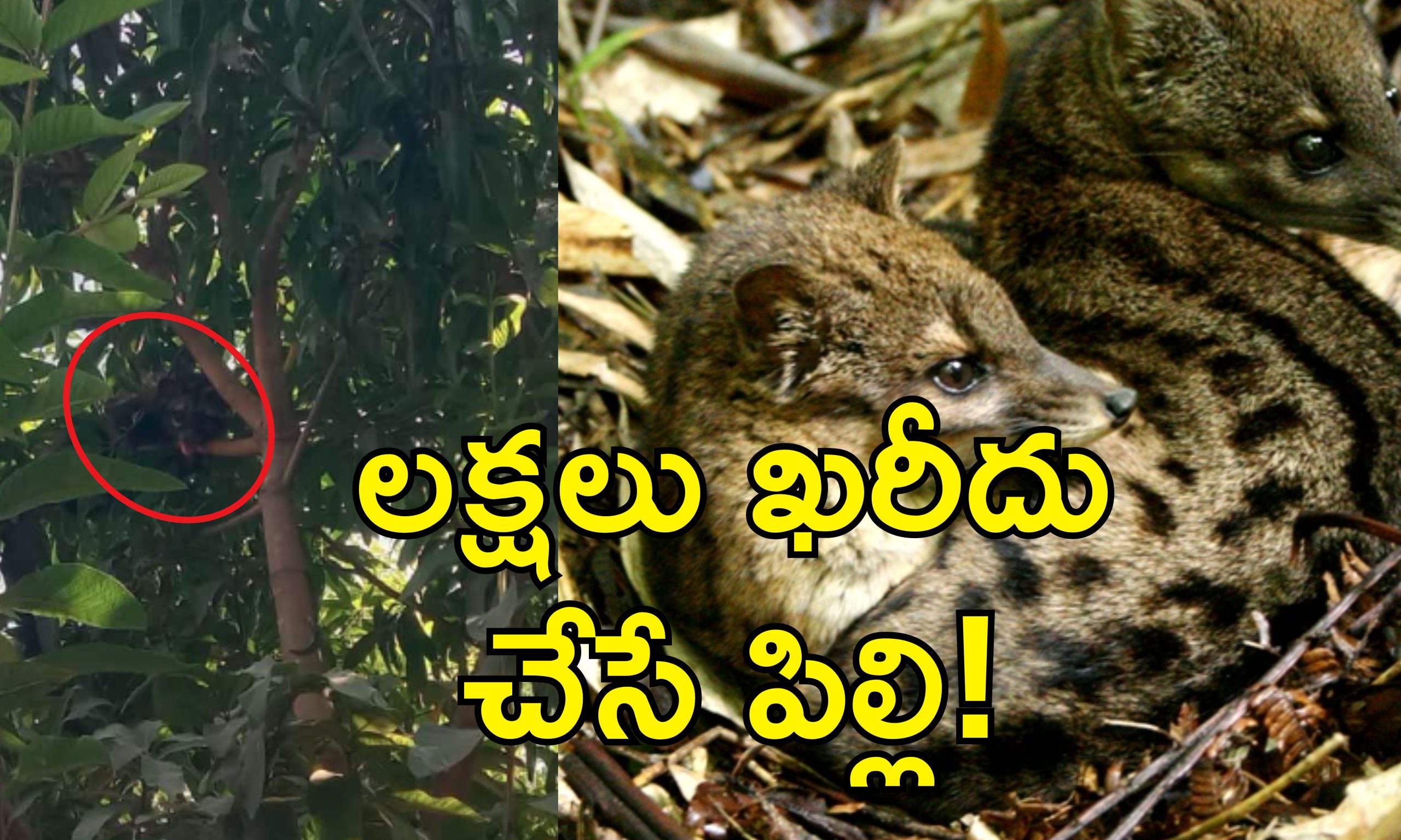 Rare Cat In Telangana: హుజూర్‌నగర్‌లో అరుదైన పిల్లి.. పట్టుకుంటే చనిపోయే ప్రమాదం!