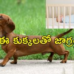 Petdog kills Newborn Baby: పసిపాపను చంపేసిన పెంపుడు కుక్క.. రాత్రి యజమాని పడుకోగానే ఎలా చేసిందంటే..