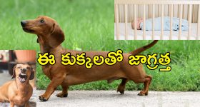 Petdog kills Newborn Baby: పసిపాపను చంపేసిన పెంపుడు కుక్క.. రాత్రి యజమాని పడుకోగానే ఎలా చేసిందంటే..