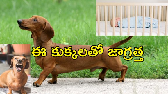 Petdog kills Newborn Baby: పసిపాపను చంపేసిన పెంపుడు కుక్క.. రాత్రి యజమాని పడుకోగానే ఎలా చేసిందంటే..