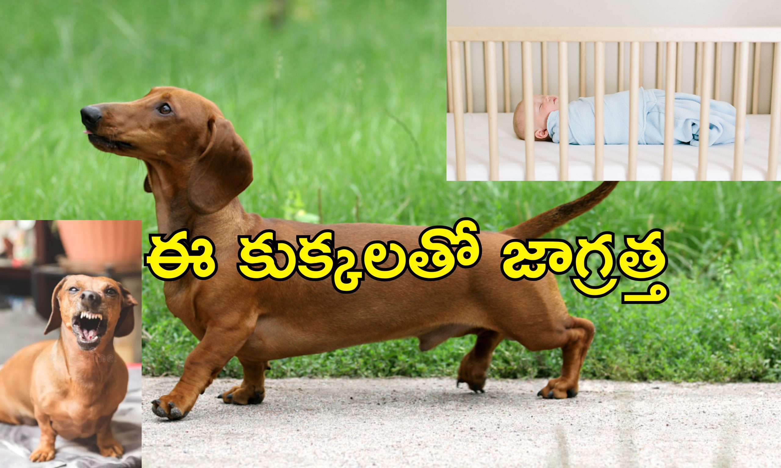 Petdog kills Newborn Baby: పసిపాపను చంపేసిన పెంపుడు కుక్క.. రాత్రి యజమాని పడుకోగానే ఎలా చేసిందంటే..