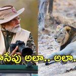 PM Modi in Gir safari: గిర్ సఫారీలో పీఎం మోదీ.. స్పెషల్ ఏంటి?