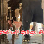 Shobitha Dulipala :శోభితకు దూరంగా చైతూ.. మొన్న జోడిగా.. నేడు సోలోగా..