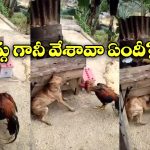 Viral Video: కోడి పుంజు కోపం.. అరే అది కుక్కరా అని చెప్పినా వినకుండా…