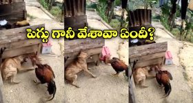 Viral Video: కోడి పుంజు కోపం.. అరే అది కుక్కరా అని చెప్పినా వినకుండా...