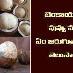 Facts of Coconut: గుడిలో కొట్టిన కొబ్బరికాయ  కుళ్ళితే అరిష్టమా..  పువ్వు వస్తే అదృష్టమా?  అసలు నిజం ఇదే
