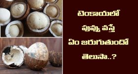 Facts of Coconut: గుడిలో కొట్టిన కొబ్బరికాయ  కుళ్ళితే అరిష్టమా..  పువ్వు వస్తే అదృష్టమా?  అసలు నిజం ఇదే