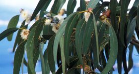 Natural Herb: యూకలిప్టస్ వల్ల ఎన్ని లాభాలు ఉన్నాయో తెలిస్తే షాక్ అవుతారు..