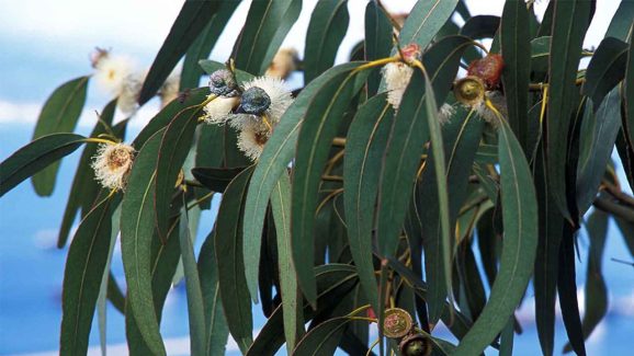 Natural Herb: యూకలిప్టస్ వల్ల ఎన్ని లాభాలు ఉన్నాయో తెలిస్తే షాక్ అవుతారు..