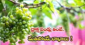 Shalini Pandey: నాకు ఆమెతో పోలికేంటి..? ఫైర్అవుతున్న అర్జున్ రెడ్డి బ్యూటీ
